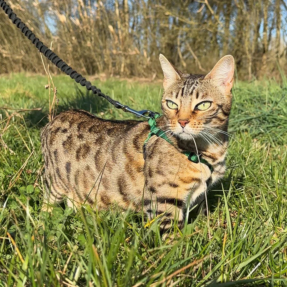 Peut-on promener son chat comme un chien ?