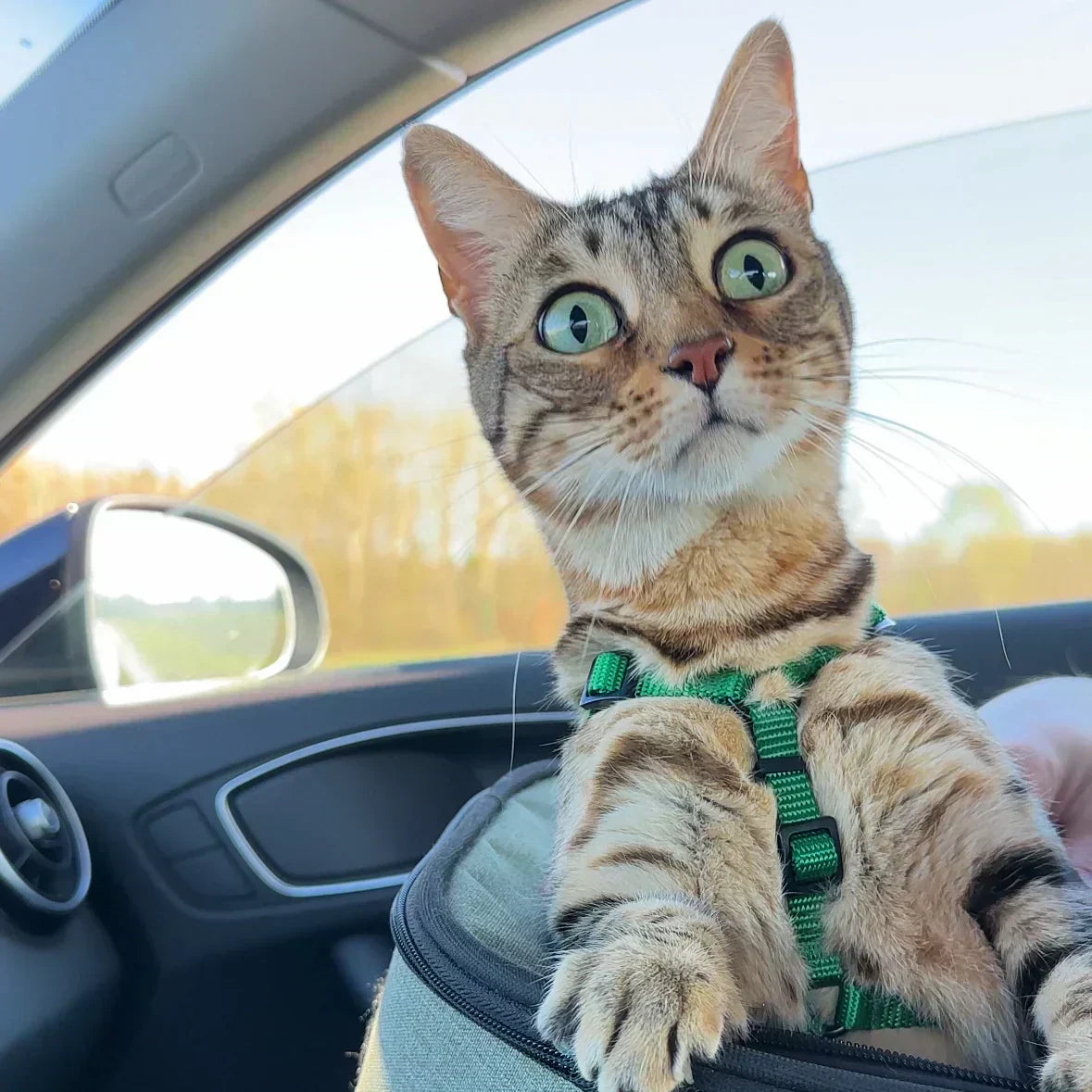 Pourquoi mon chat refuse le harnais ? (Et comment faire pour qu’il l’accepte enfin)