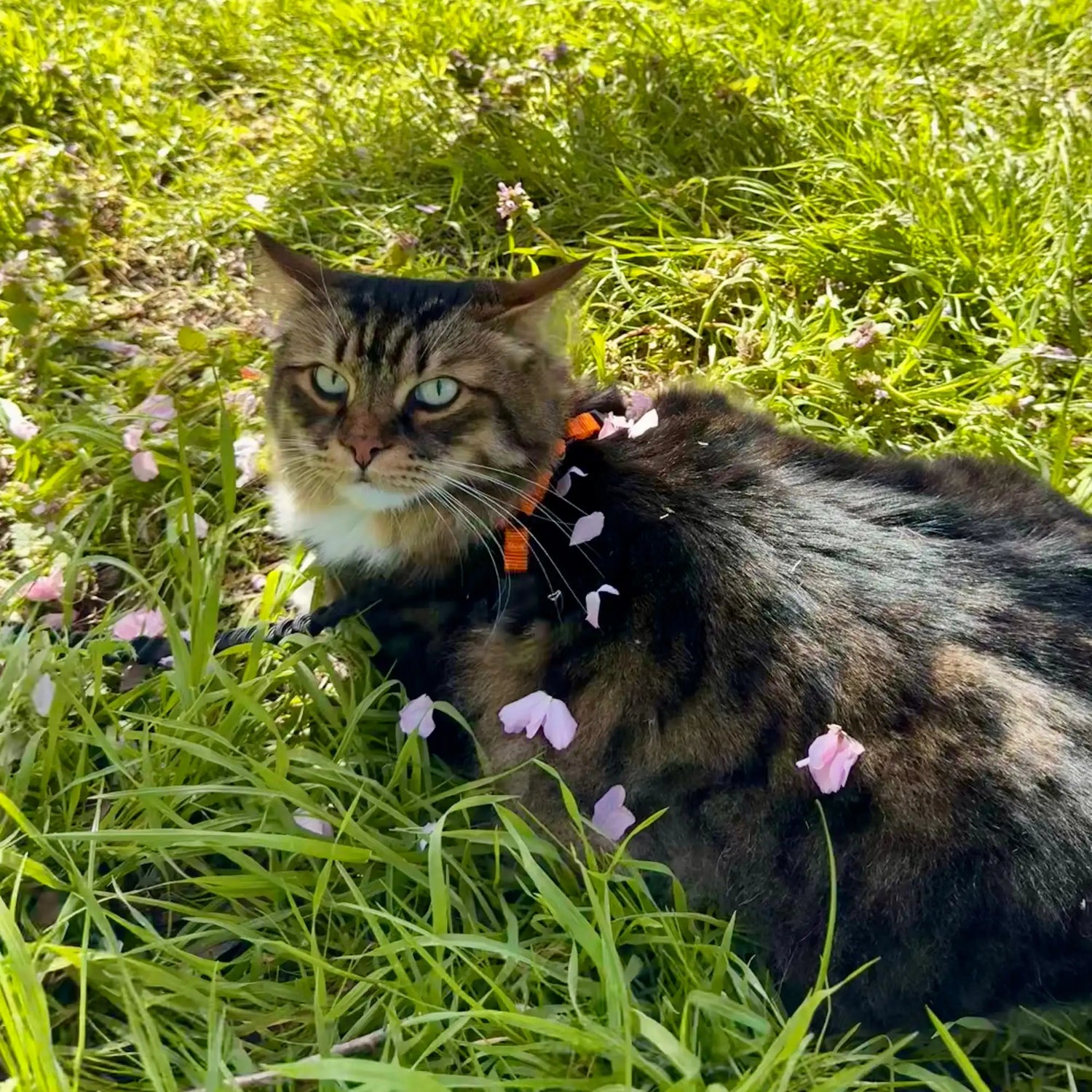 Sortir son chat en été : comment le promener en toute sécurité quand il fait chaud ?