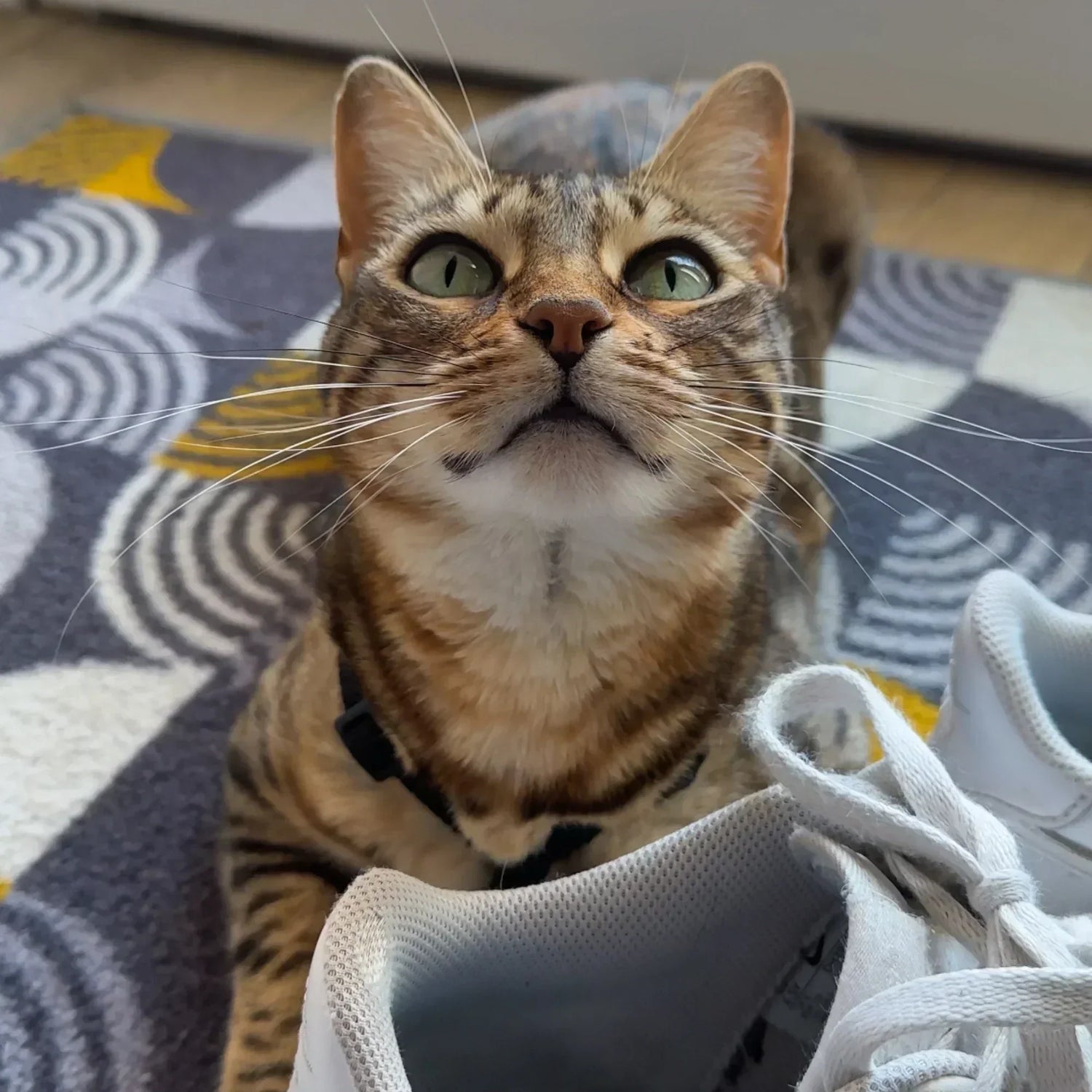 Pourquoi mon chat se fige avec un harnais ? (Et comment débloquer la situation)