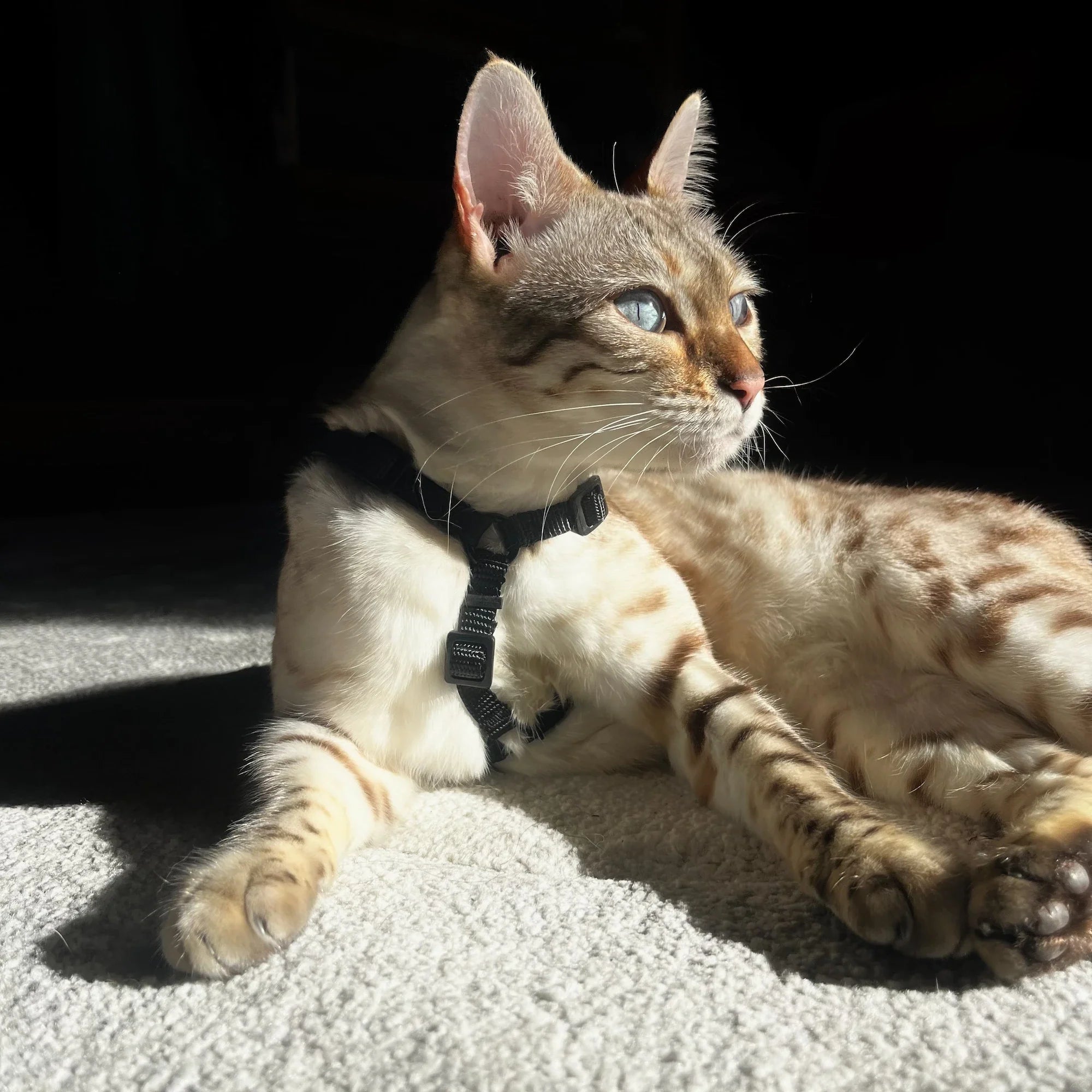 Promener son chat : 5 erreurs à ne jamais faire (guide complet pour débuter)