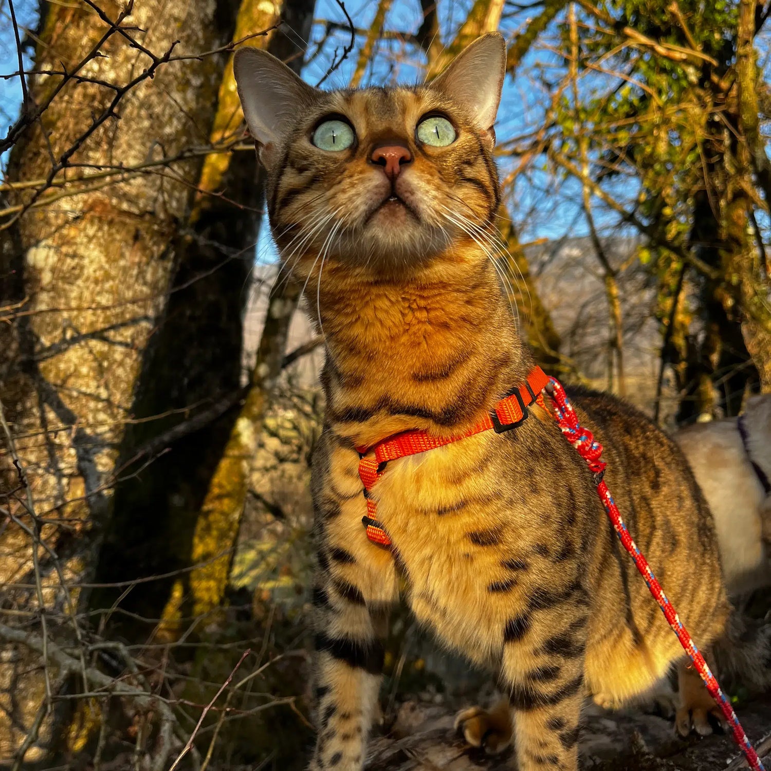 Comment habituer un chat adulte à porter un harnais ?