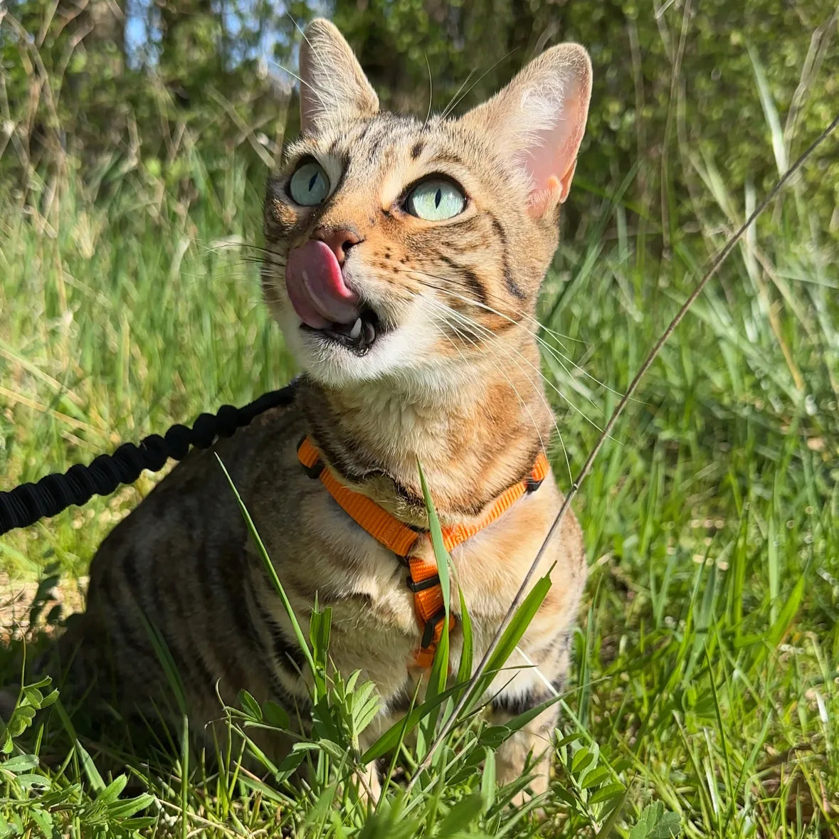 Chat et harnais : les 5 erreurs qui sabotent tes promenades