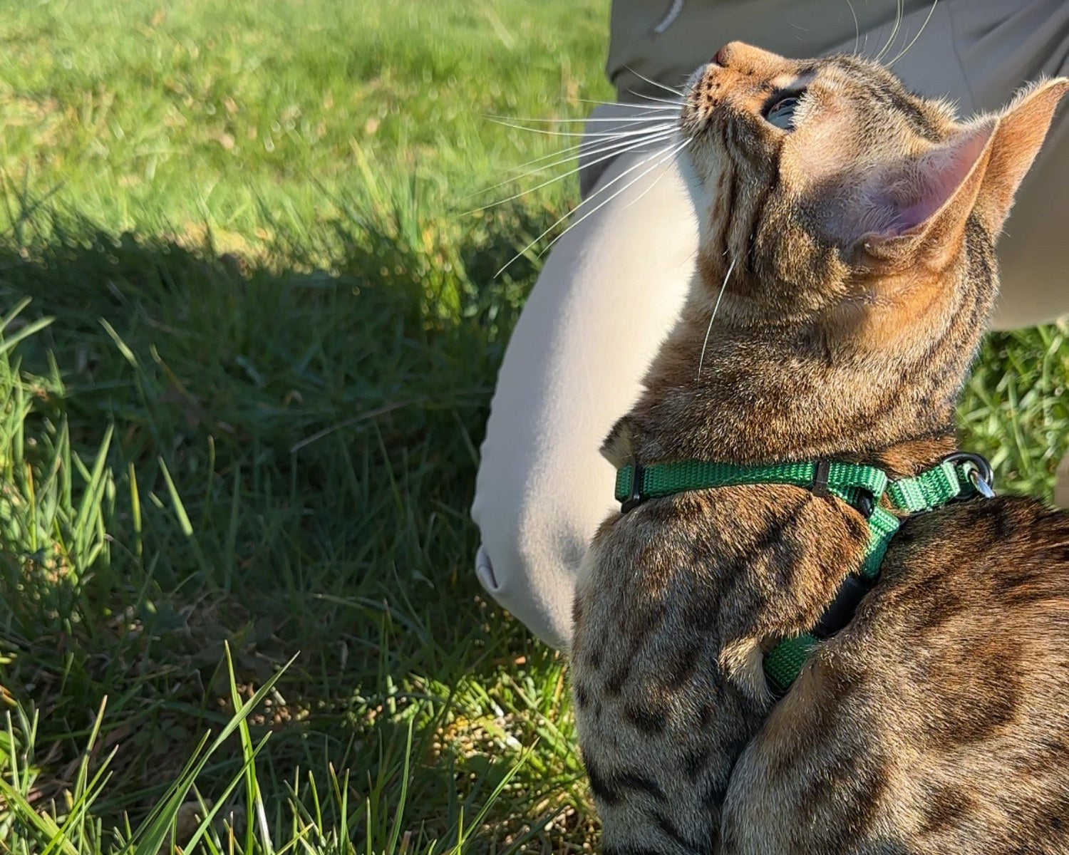 Harnais ou collier pour chat : lequel est le plus sûr ?