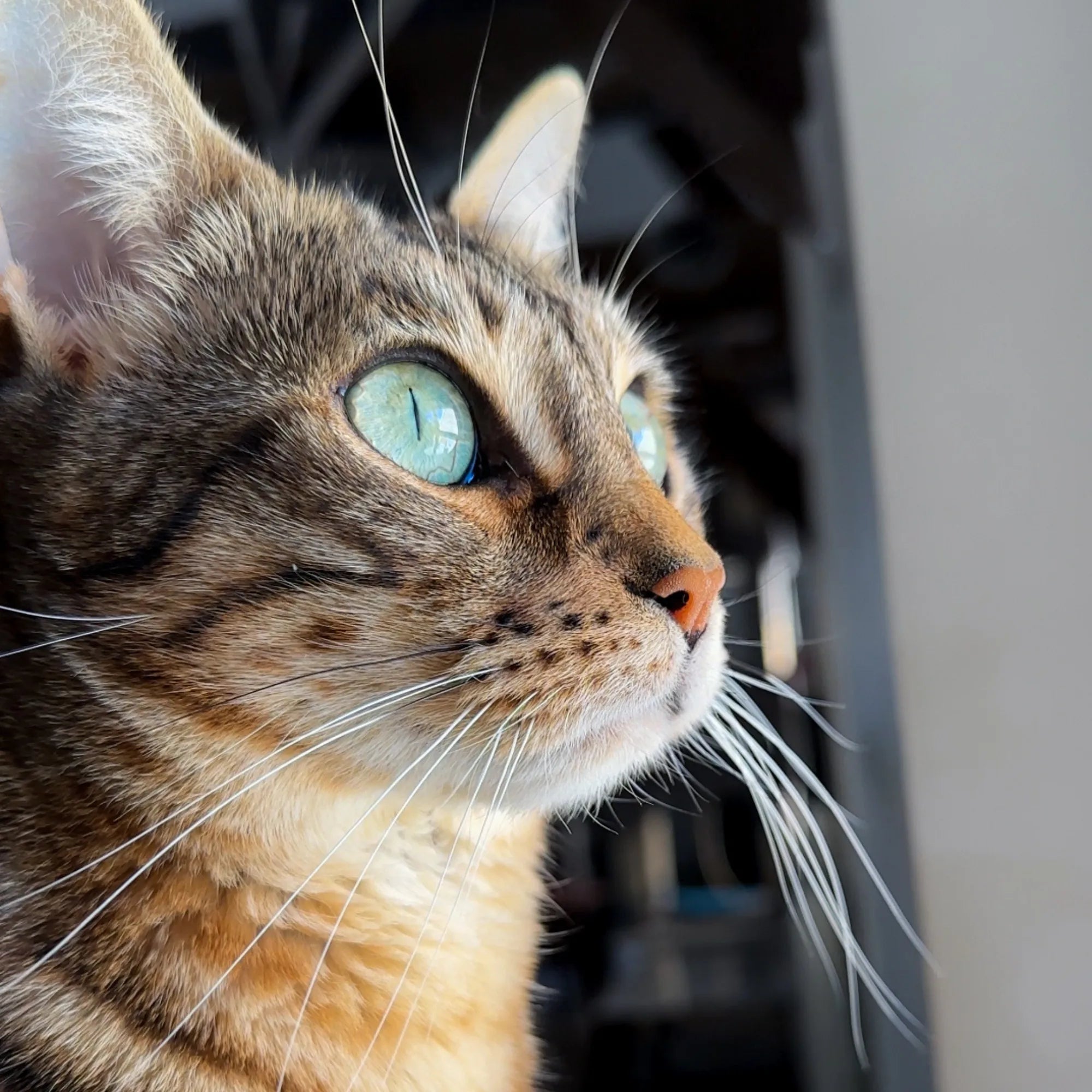 Mon chat veut sortir tout le temps : que faire ? Solutions et conseils