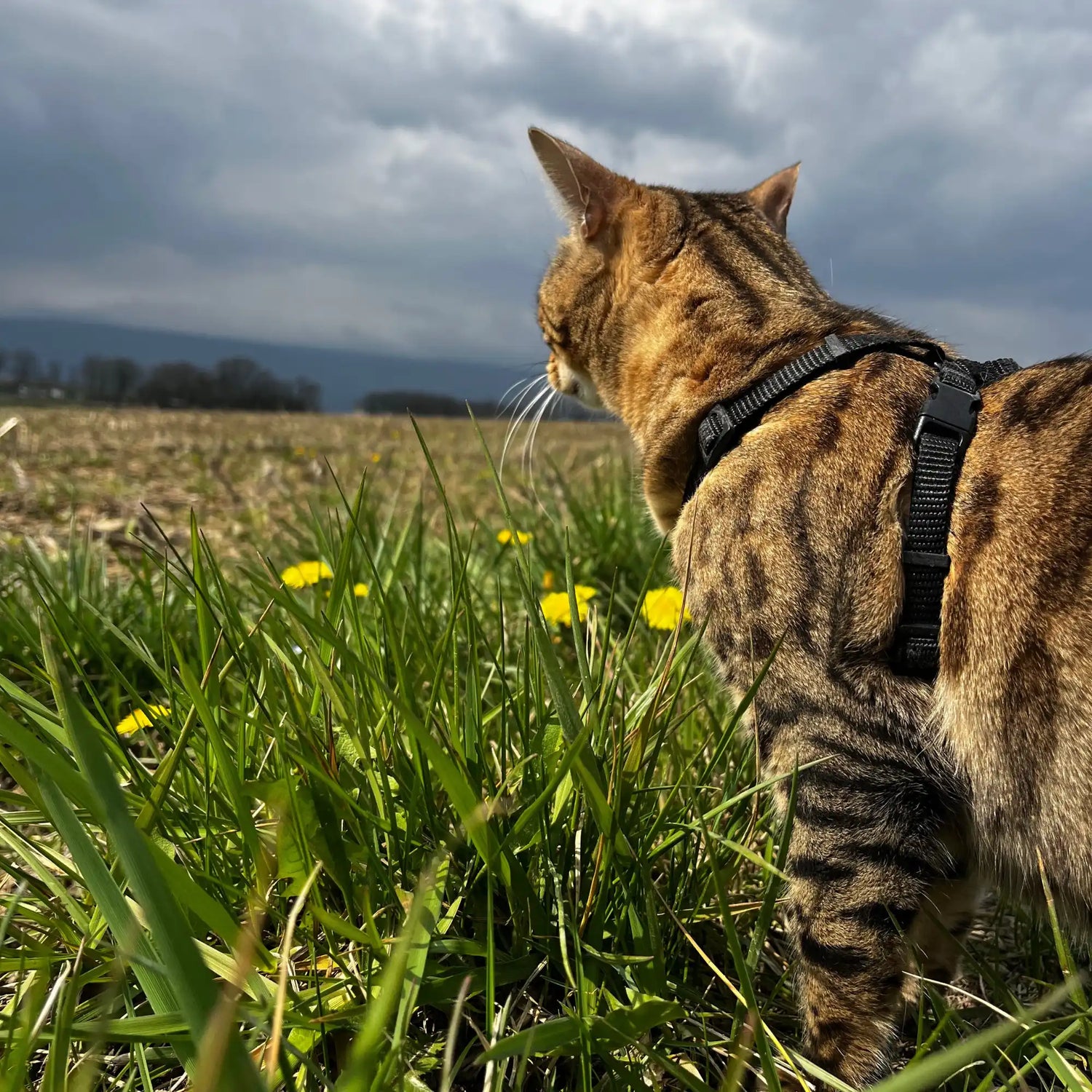 Les bienfaits de la promenade pour le chat : bien-être, santé et lien avec son humain